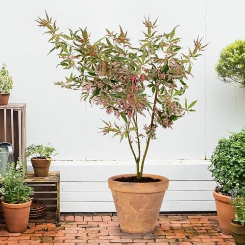Image of YouGarden Acer palmatum 'Iyoshi', Established Plant in 10.5cm Pot, Ready to Plant, Green to Pink Foliage Acer, Acer Tree, Plant for Across the Garden