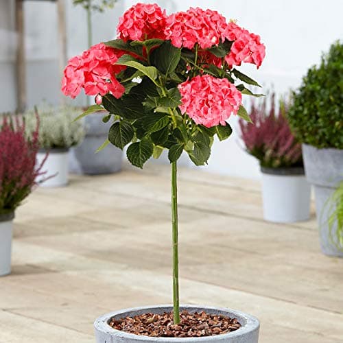 Image of Hydrangea Macrophylla Tree Collection | Deciduous Trees for Small Gardens Patios Plant Borders | Potted Lollipop Blue, Pink, White & Red Trees | Climbing Hydrangea Flower (70-80cm (Incl. Pot), Red)