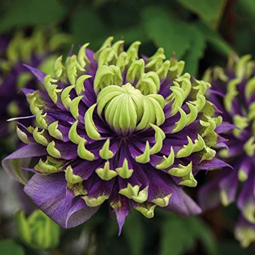 Image of Clematis Taiga Clematis Florida Taiga Old Man’s Beard Hardy Shrub Exotic Show Stopping Climber Ideal for Walls, Fences and trellises Easy to Grow and Maintain 11cm Pot by Thompson and Morgan (1)