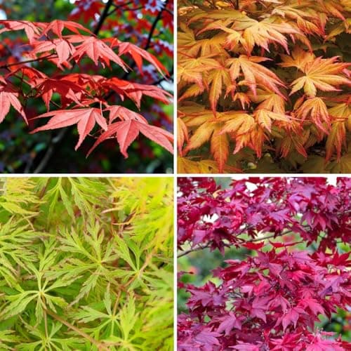 Image of Carbeth Plants 3 x Acer Tree Mix - Japanese Maple Palmatum Mixed Varieties - Hardy Ornamental Garden Shrubs in 11cm Pots