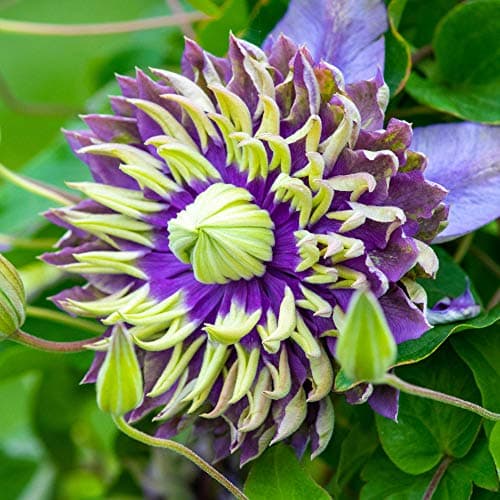 Image of Clematis Florida 'Taiga' Colourful Deciduous Flowering Climber Shrub (2 Litre Pot, 60-80cm)