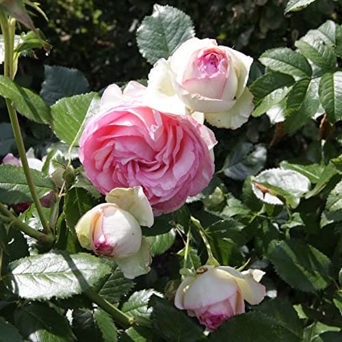 Image of Rose Plant 'Eden Rose 88' Rosa Climbing Hardy Shrub Fragrant Cream-Pink Blooms Easy to Grow Flowers 3-Litre Potted Plants by Thompson and Morgan