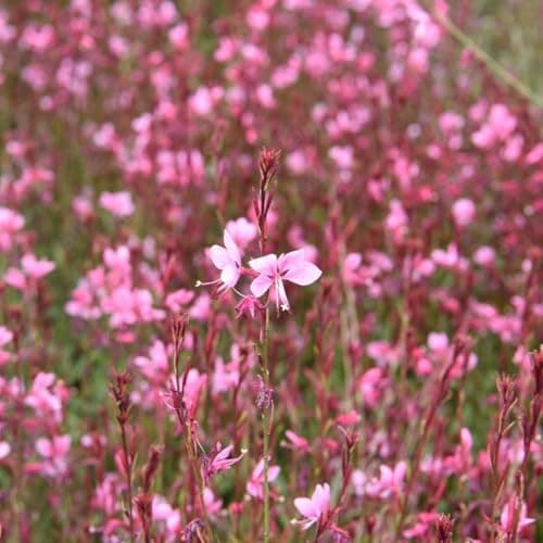 Image of Gaura lindheimeri Passionate Blush – Compact Pink Flowering Perennial, Burgundy-Edged Foliage, Attracts Pollinators, Ideal for Cottage Gardens & Containers - 9cm Pot x1 by Thompson and Morgan