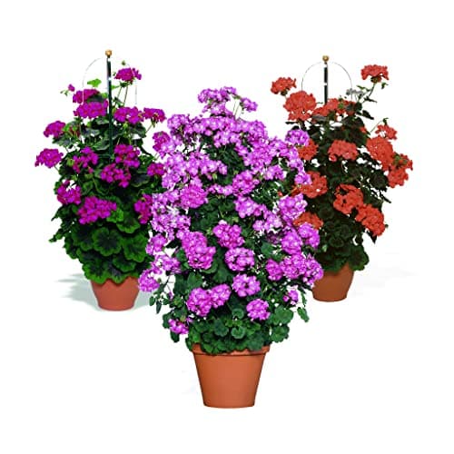 Image of Climbing Geranium Antik Collection - 6 Starter/Plug Plants - 2 of Each Variety. Vibrant Geranium Plants. Ready for pots. Summer Garden Flowers for Balcony/Patio/Garden