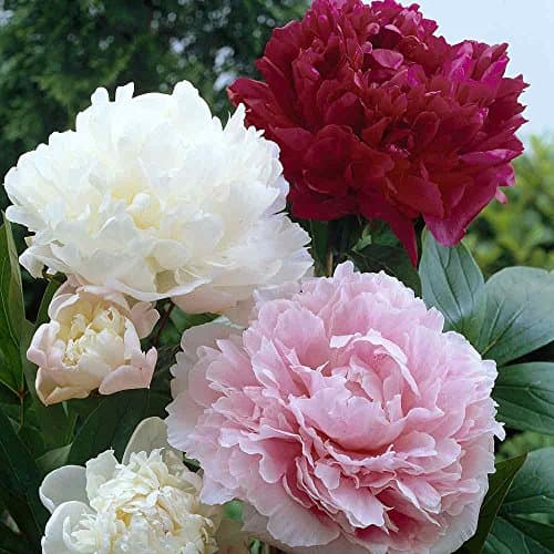 Image of PEONY COLLECTION "SARAH BERNHARDT",DUCHESSE DE NEMOURS & "KARL ROSENFELD" BARE ROOT PLANTS PERENNIAL