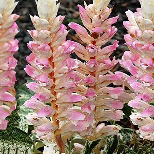 Image of Acanthus Tasmanian Angel - Bears Breeches - Herbaceous Potted Garden Plant in Pot (9cm Pot, 15-30cm)