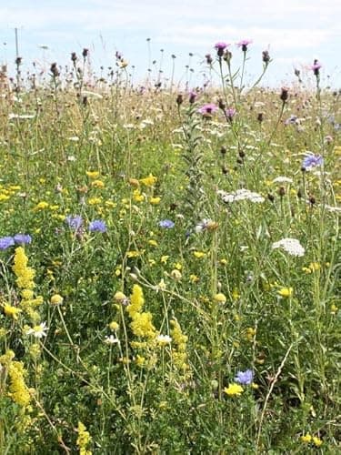Image of Landlife Wildflowers Dual Purpose Wildflower Seeds - Wildflower Seed Mix with British Native Wildflowers and Grass. Colourful Wild Flowers Seeds for Long-Lasting Grass & Wildflower Meadow (100g)