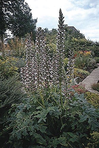 Image of Just Seed - Perennial Flower - Acanthus mollis - Bears Breeches - 5 Seeds