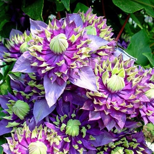 Image of Marshalls Garden Clematis Plant 'Taiga' 3 Litre Plant