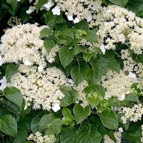 Image of Hydrangea anomala Petiolaris Climbing Hydrangea in a 3 Litre Pot with Colour Care Label | Garden Ready Climbing Plant by Plant Lovers Garden