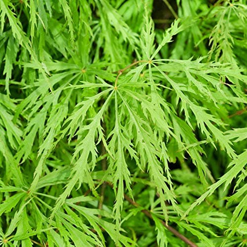 Image of Acer palmatum 'Dissectum' | Japanese Maple Deciduous Potted Trees for Small Gardens | Premium Bushy Plant Shrub Tree in Pot (50-70cm (Incl. Pot))
