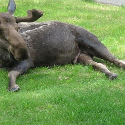 Image of Bull Moose Wallpaper -- HD Wallpapers of Bull Moose!